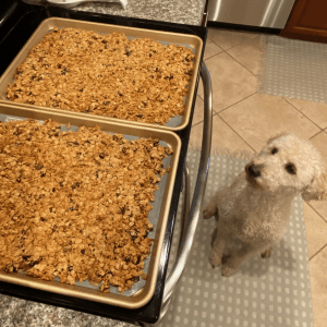 Two sheet pans of homemade granola cooling in Denise's kitchen with her dog watching
