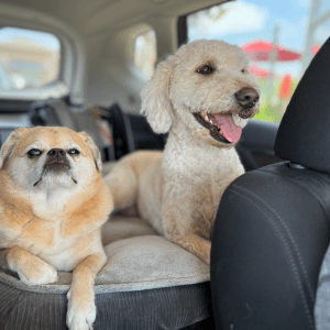 Denise's two dogs on a car ride